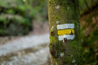 Yellow hiking trail sign on a tree along the trail in the Slovak Paradise National Park. Slovakia