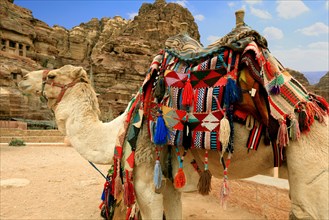 Camel with a saddle with many colourful fabrics