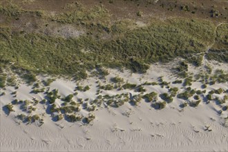 Aerial view over the dunes on Amrum island in the Wadden Sea