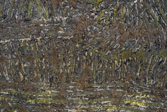Aerial view over Swedish clearcut area