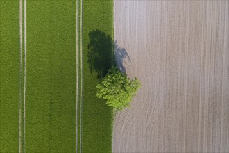 Aerial view over solitary common oak