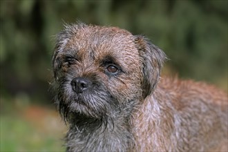 Grizzled border terrier in garden. British dog breed of small
