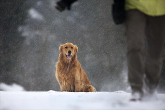 Golden retriever dog in the snow in forest during snowfall in winter