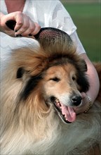 Woman brushing coat of Rough Collie