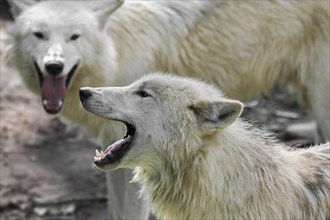 Hudson Bay wolf pack