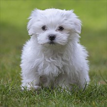 Cute white Maltese puppy