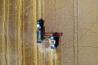Aerial view of combine harvester and tractor with trailer harvesting rapeseed field in summer