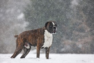 Boxer dog in the snow in forest during snowfall in winter