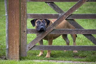 Curious Boerboel guarding dog