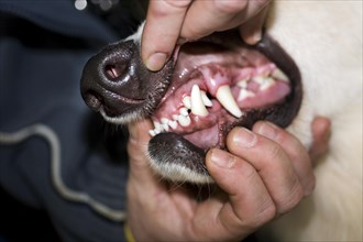 Close up of German shepherd dog showing teeth