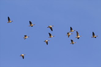 Migrating greylag goose