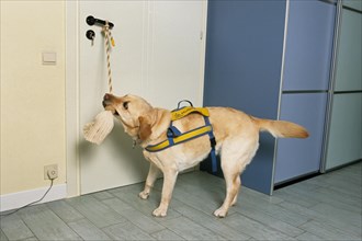Labrador assistance dog with harness opening a living room door by tugging rope as help for disabled people