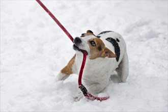 Jack Russell terrier dog tugging at leash in mouth in the snow during snowfall in winter