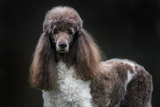 Harlequin poodle