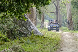 Safari jeep on a gravel road in forest through forest in Kaziranga National Park