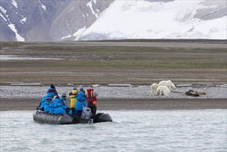 Eco-tourists in Zodiac boat watching scavenging polar bears