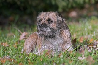 Grizzled border terrier lying in garden. British dog breed of small
