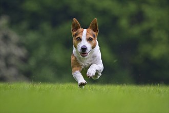 Smooth coated Jack Russell terrier