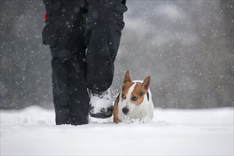 Jack Russell terrier dog walking with owner in the snow during snowfall in winter