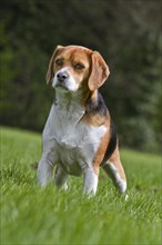 Tricolour Beagle dog in garden