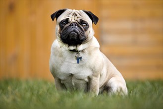 Portrait of Chinese pug