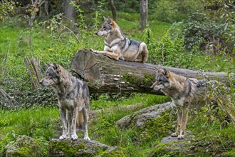 Wolf pack of three Eurasian wolves