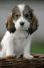 Cute Grand Basset Griffon Vendeen pup