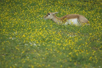 Antelope cervicapra