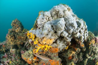 Blue marine sponge Phorbas tenacior