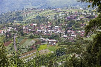 Village surrounded by terraced onion fields on the slopes of Mount Lawu