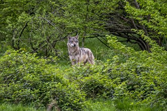 Lone European grey wolf