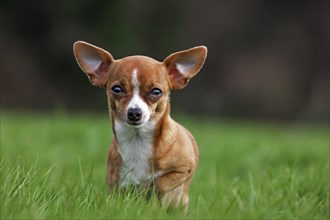 Short-haired tan Chihuahua in garden