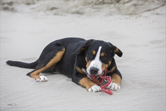Young Greater Swiss Mountain Dog
