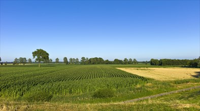 View of a maize field from the Weser dyke