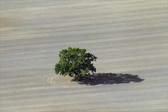 Aerial view over solitary English oak