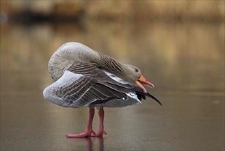 Greylag goose