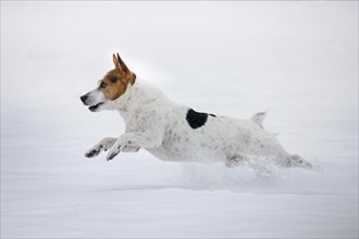 Jack Russell terrier dog running in the snow during snowfall in winter