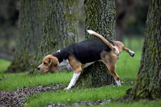 Tricolour Beagle dog urinates against tree in forest