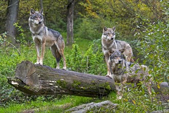 Wolf pack of three Eurasian wolves