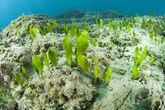 Green alga Caulerpa prolifera