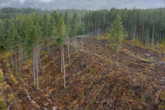 Aerial view over Swedish clearcut area