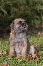 Grizzled border terrier sitting in garden. British dog breed of small