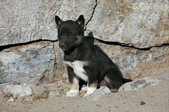 Greenland dog