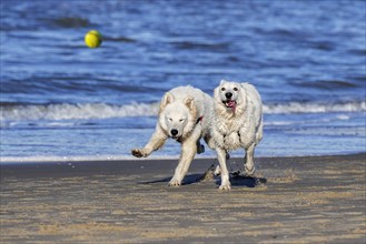 Two Berger Blanc Suisse dogs