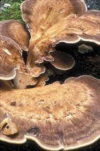 Giant polypore bracket fungus