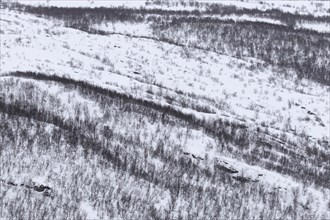 Aerial view over birch trees in the snow of taiga