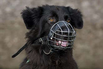 Close up of black mongrel dog wearing muzzle to prevent biting