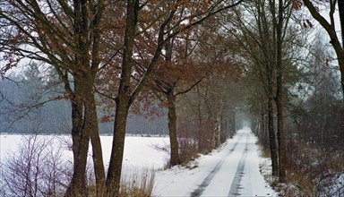 Snowy path near Worpswede