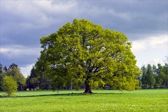 Beech tree in a meadow in Worpswede