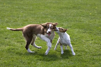 Smooth coated Jack Russell terrier and border collie pup